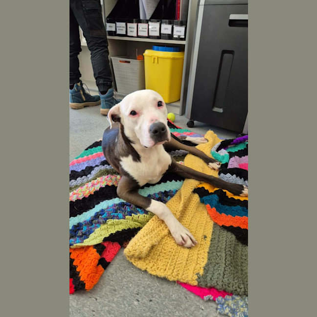Photo of Patch! 🧩