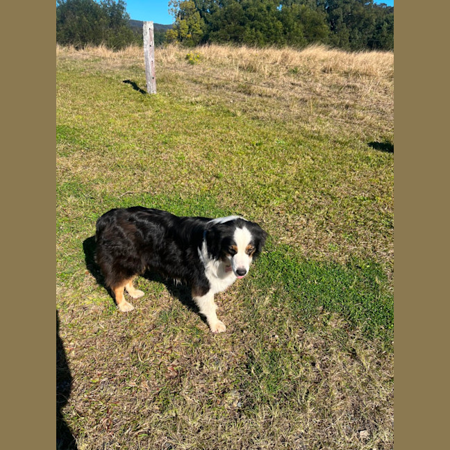 Photo of Gracie 