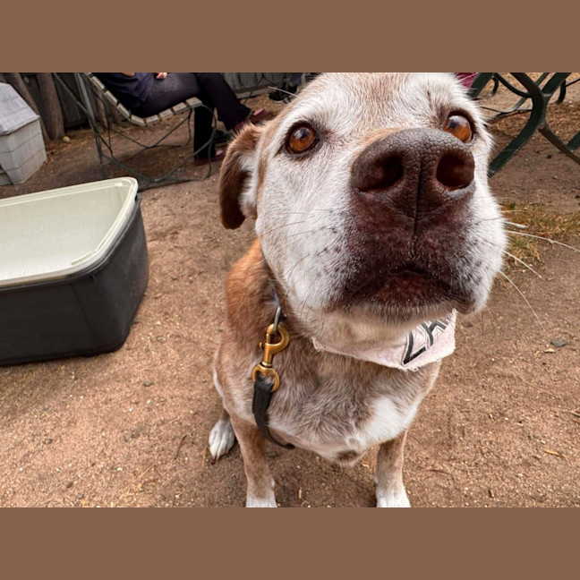 Photo of Zarleigh (66002)