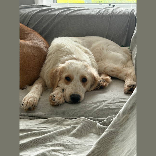 Photo of Poppy