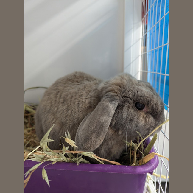 Photo of Felicity Fluffman