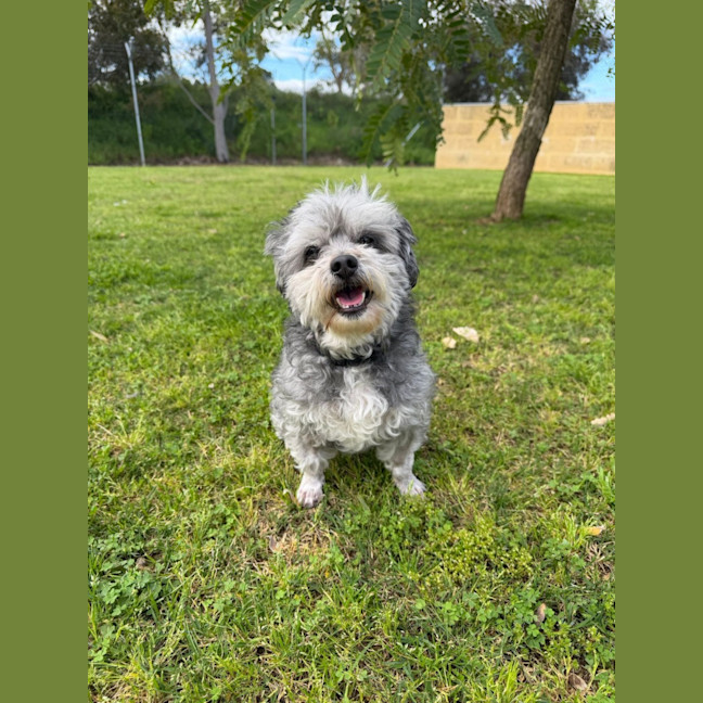 Photo of Diesel