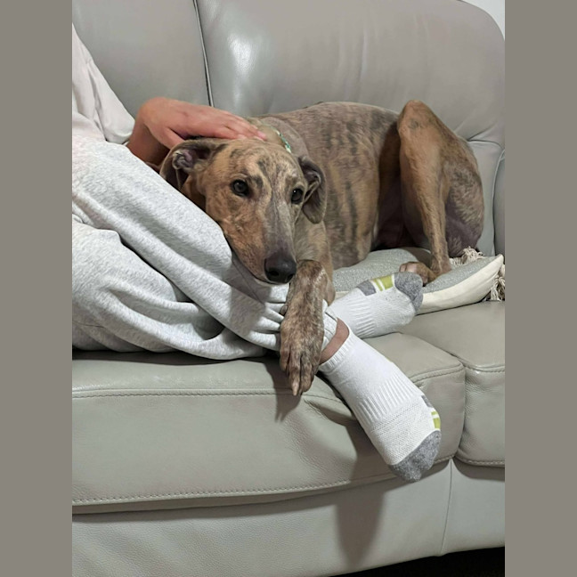 Photo of Buster, The Greyhound