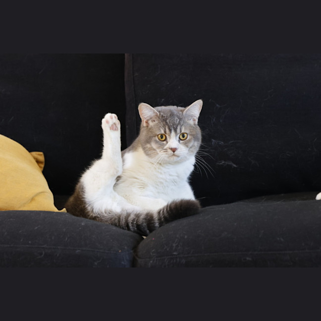 Photo of Fluffy And Mano