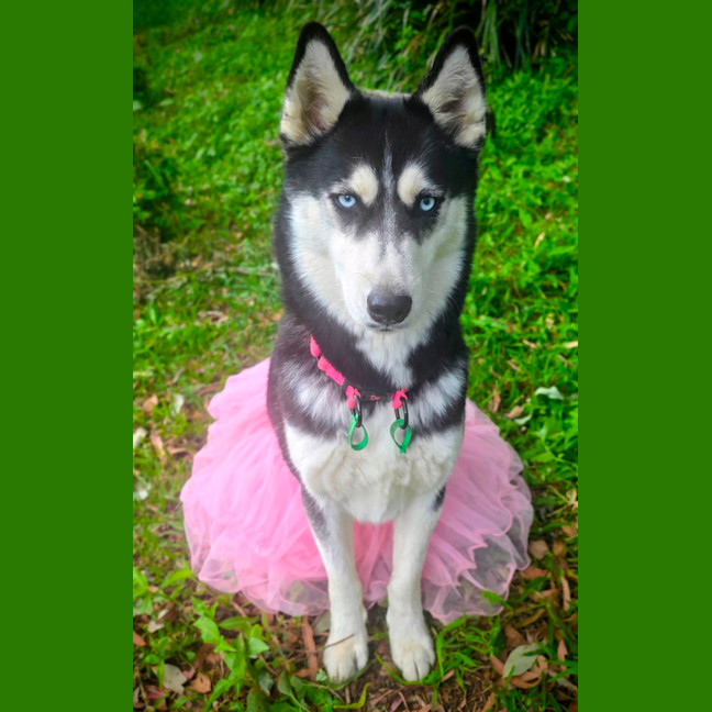 Photo of Nala 