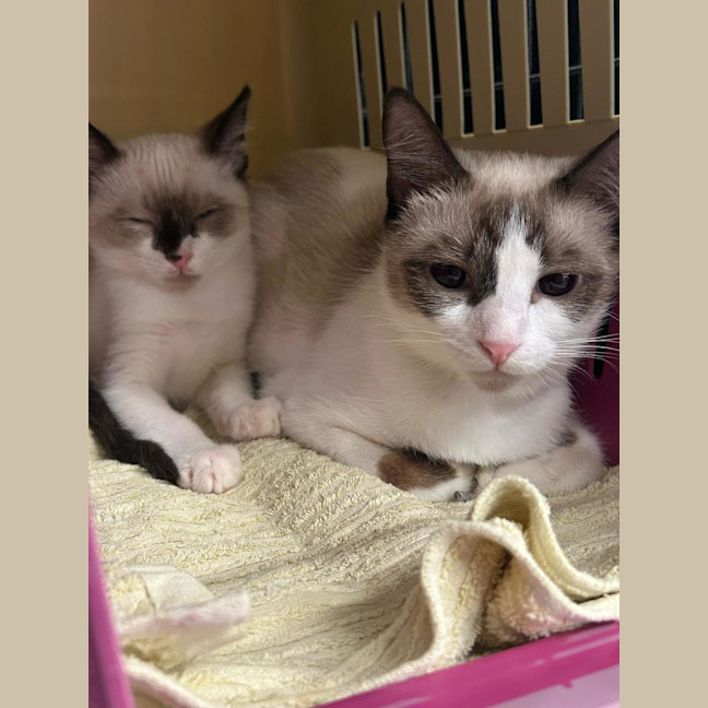 Photo of Tottie & Chips 