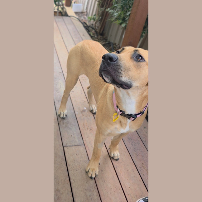 Photo of Honey