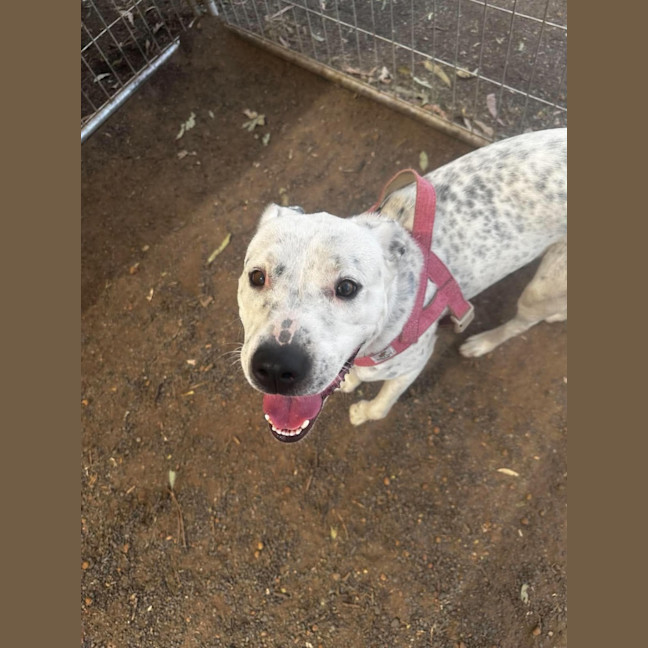 Photo of Dottie