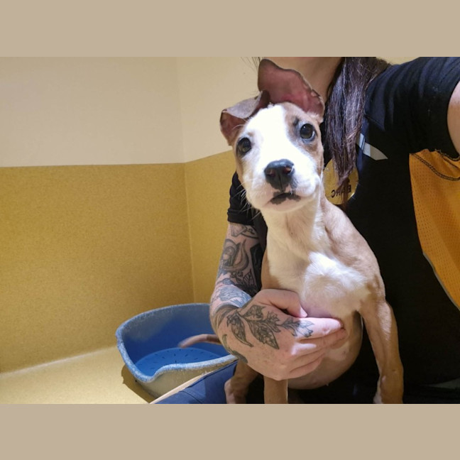 Photo of Plum Imp 2991