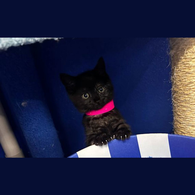 Photo of Bluey