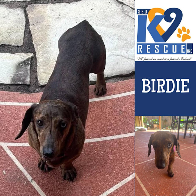 Photo of Birdie