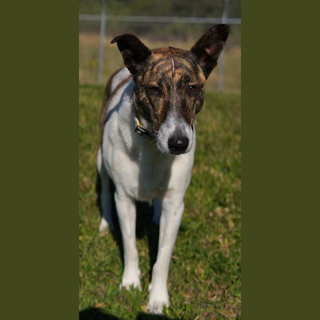 Photo of Mopsey