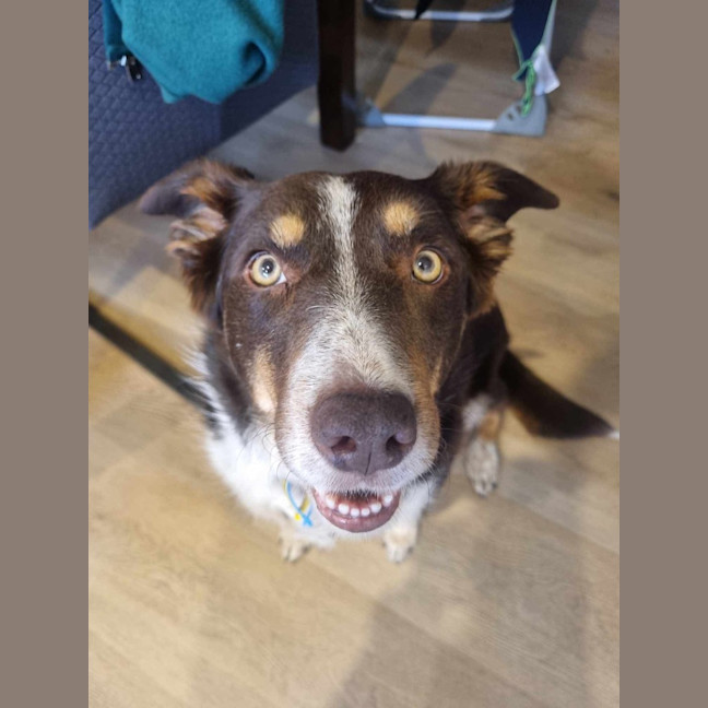 Photo of Lacey