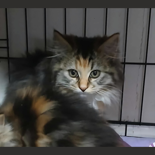 Photo of Lady Fluffington* 9 Lives Project Rescue*