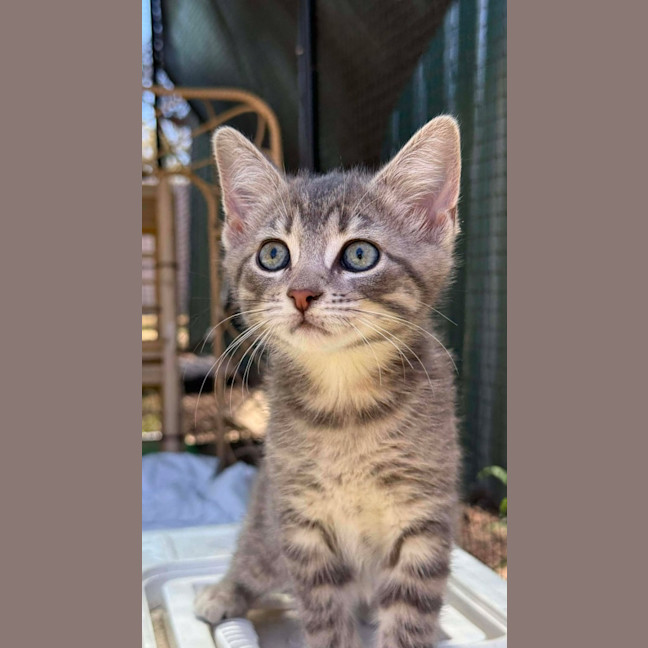 Photo of Humpty Dumpty