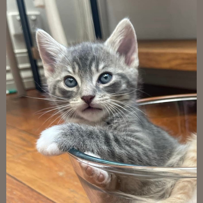 Photo of Bolt ❤️