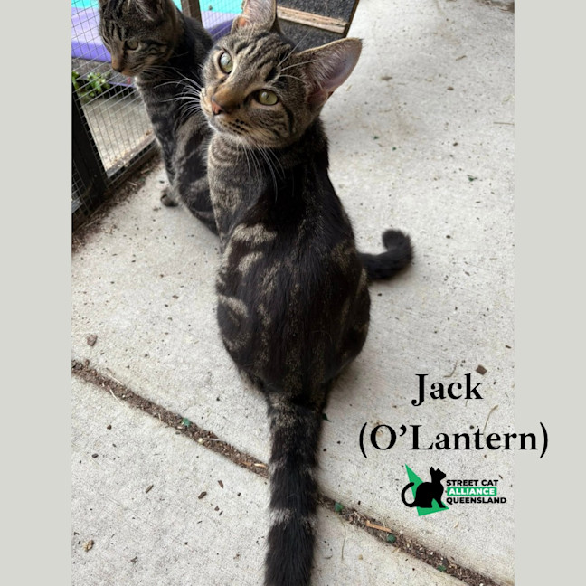 Photo of Jack O'lantern