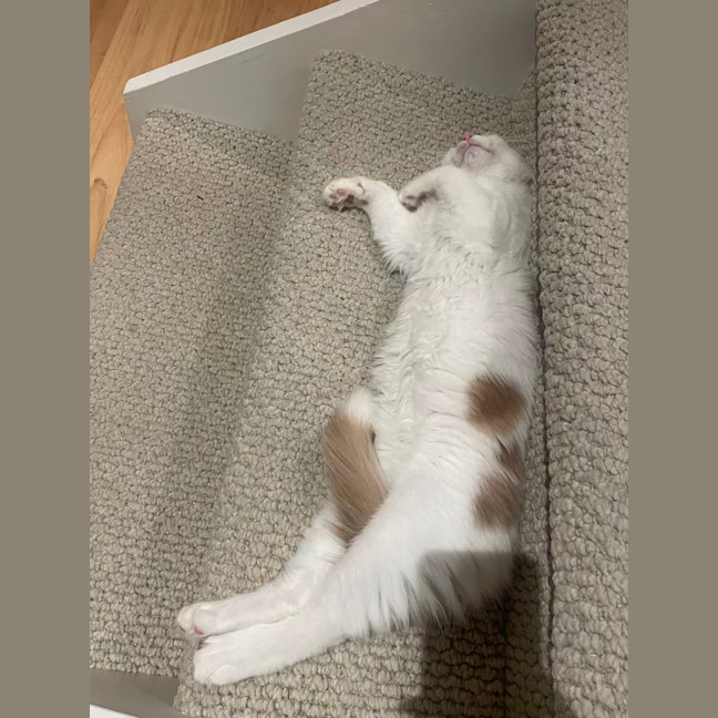 Photo of Mochi