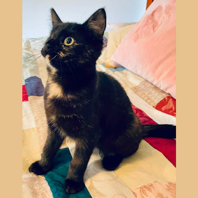 Photo of Guinness ** 2nd Chance Cat Rescue **