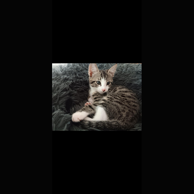 Photo of Foxy