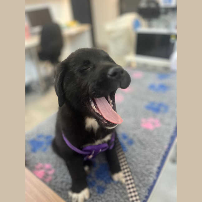 Photo of Duchess