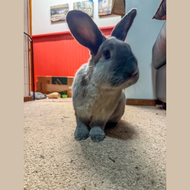 Photo of Pebble And Rocky