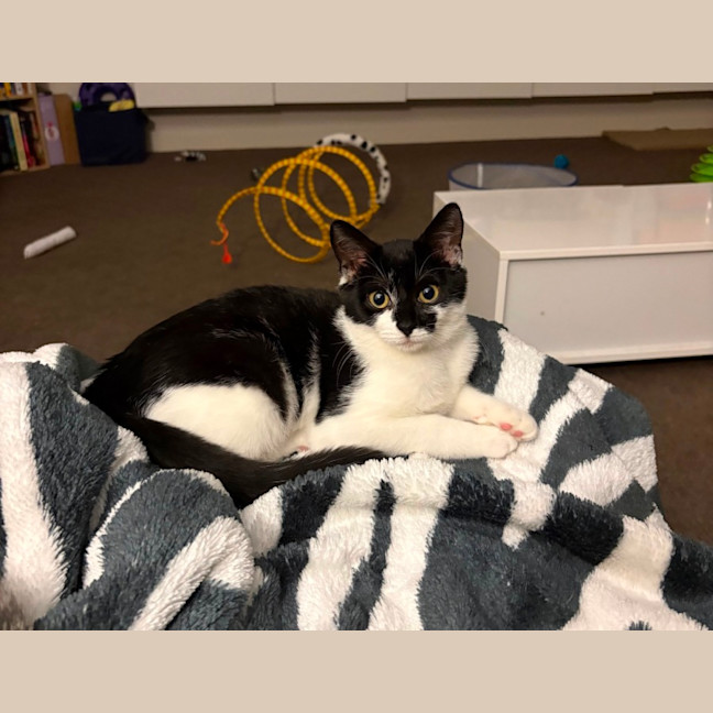 Photo of Nova