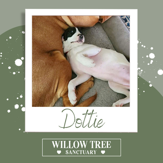 Photo of Dottie