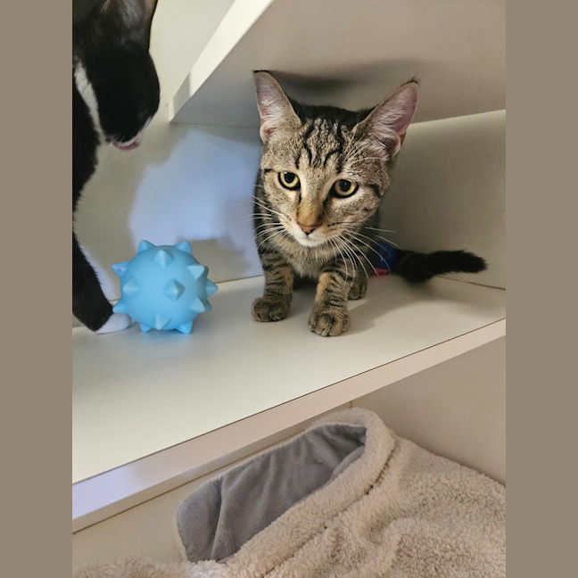 Photo of Cleo Cat Ra