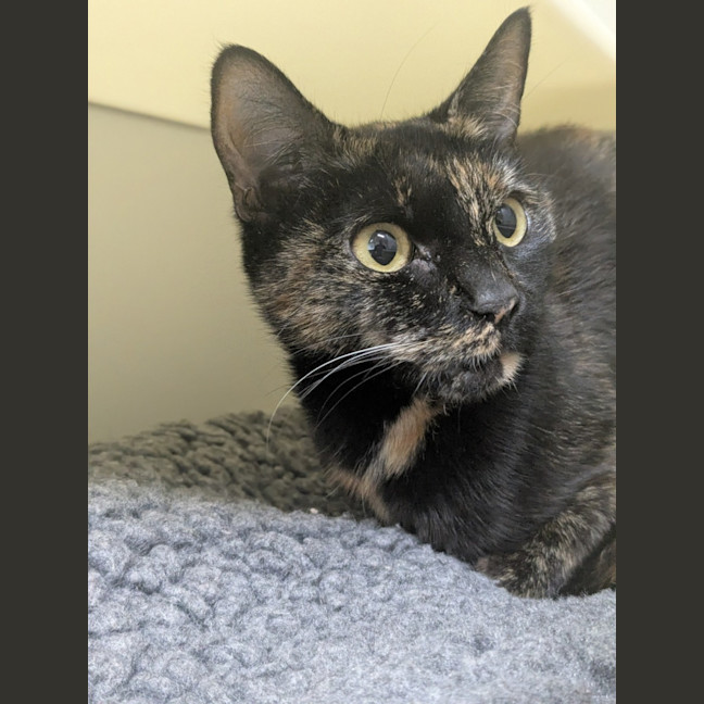 Photo of 🦦 Damita 6889 🦦