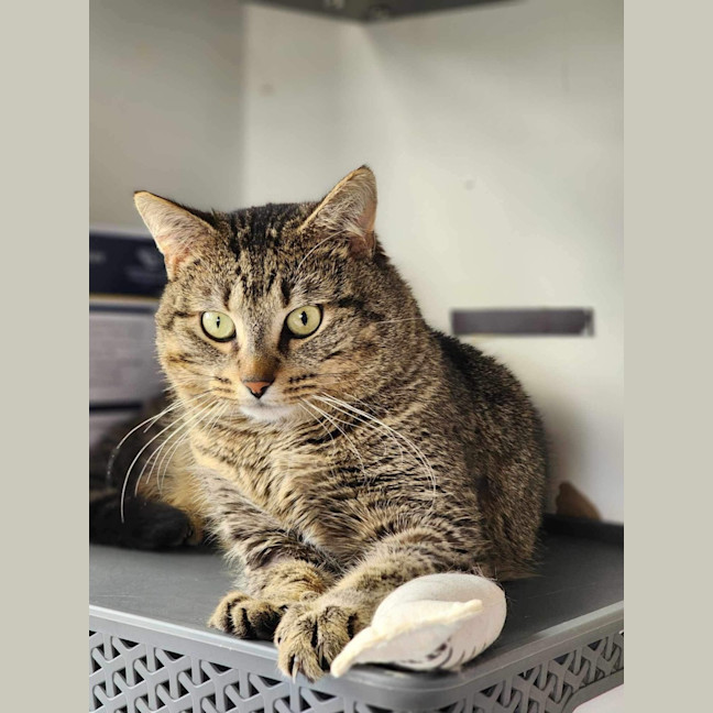 Photo of 😸 Clyde 5373😸