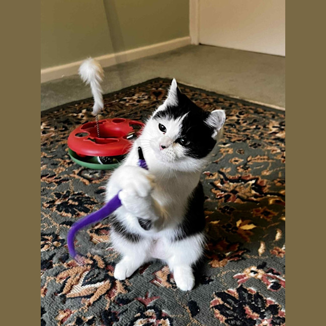 Photo of Ayla * 9 Lives Project Rescue*