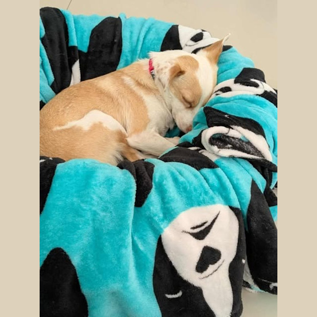 Photo of Bella