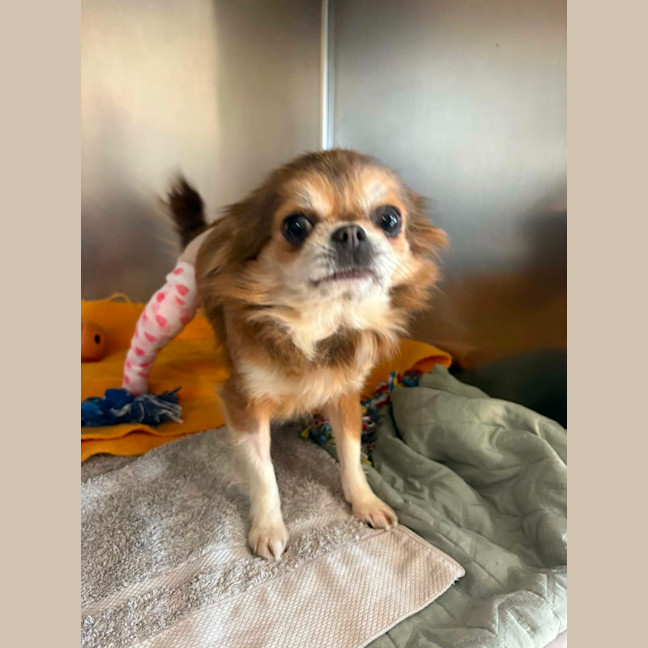 Photo of Ottie
