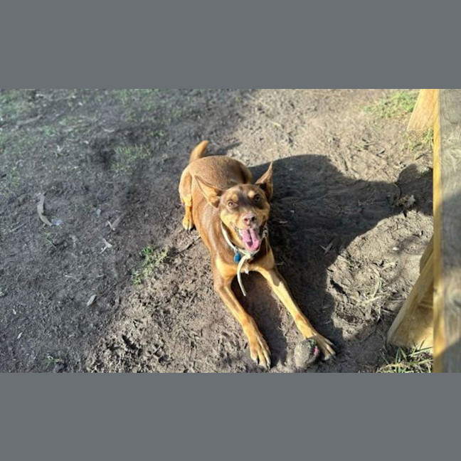 Photo of Blaze
