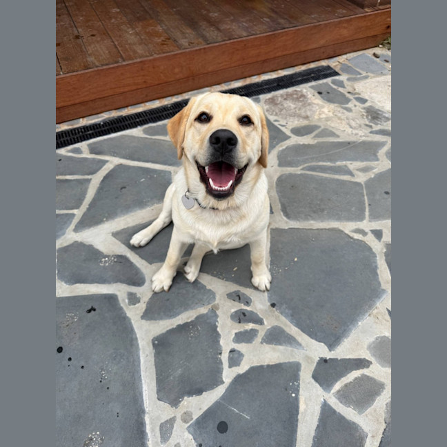 Photo of Shelby