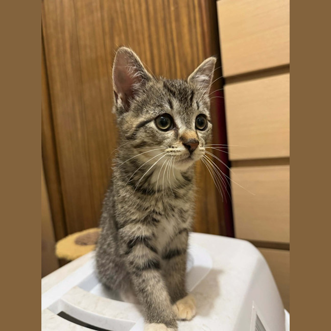 Photo of Scottie (Fang)