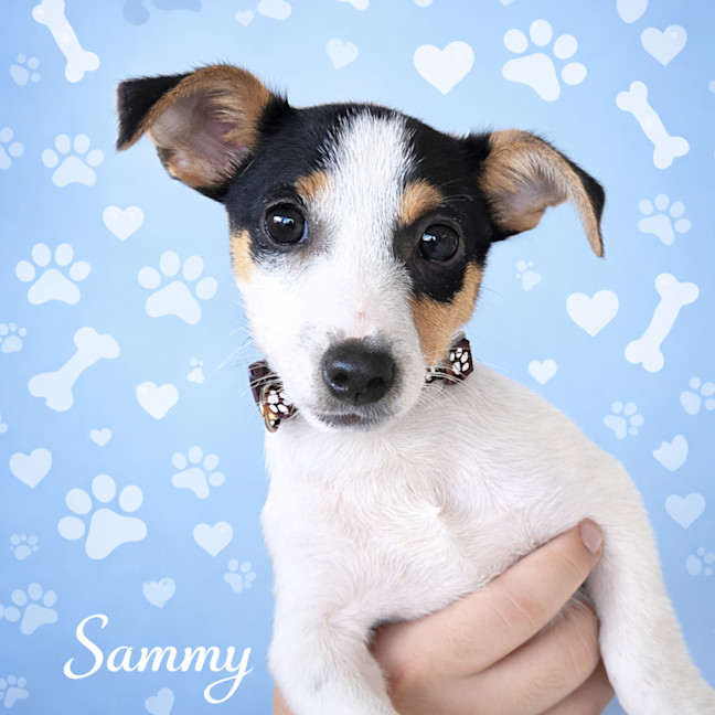 Photo of Sammy