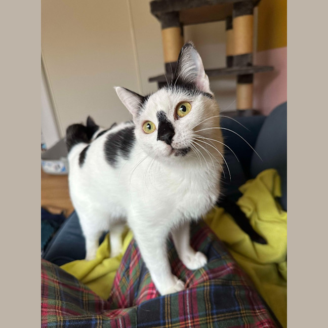 Photo of Cora