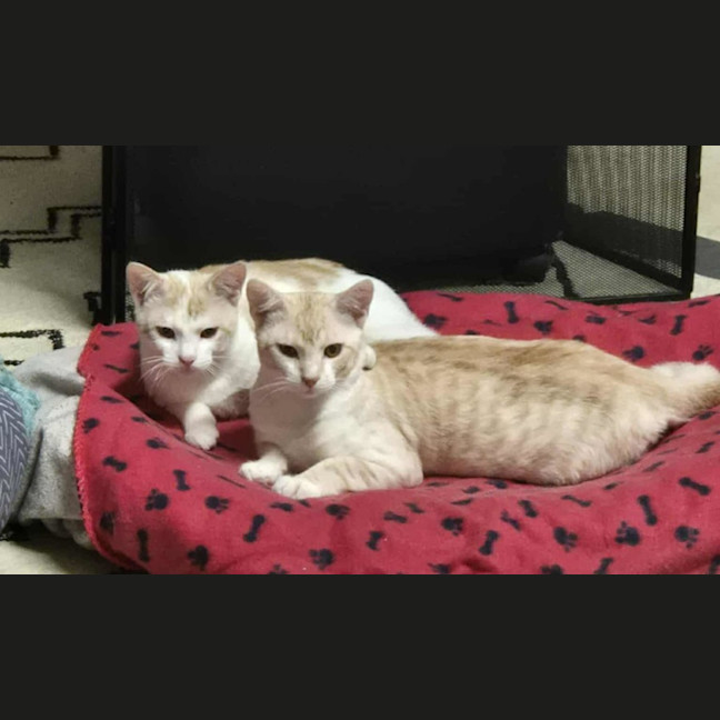 Photo of Lucky And Blue