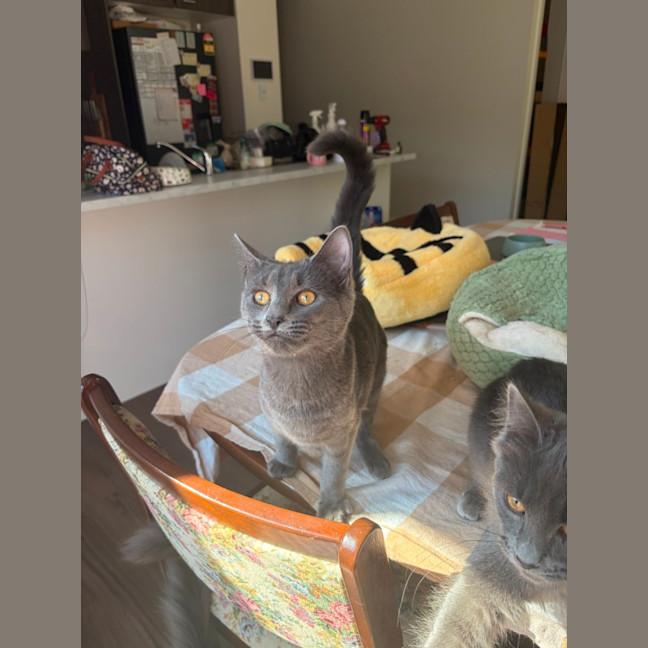 Photo of Rocket