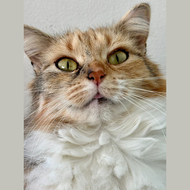 Photo of Violet