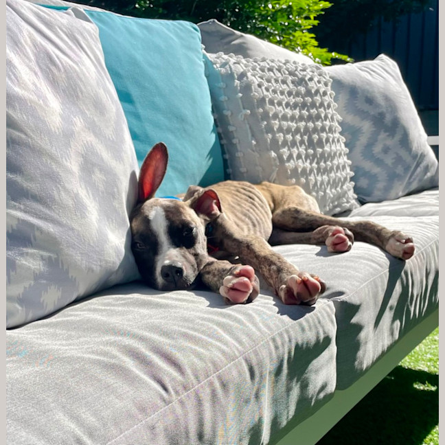 Photo of Adorable Pj