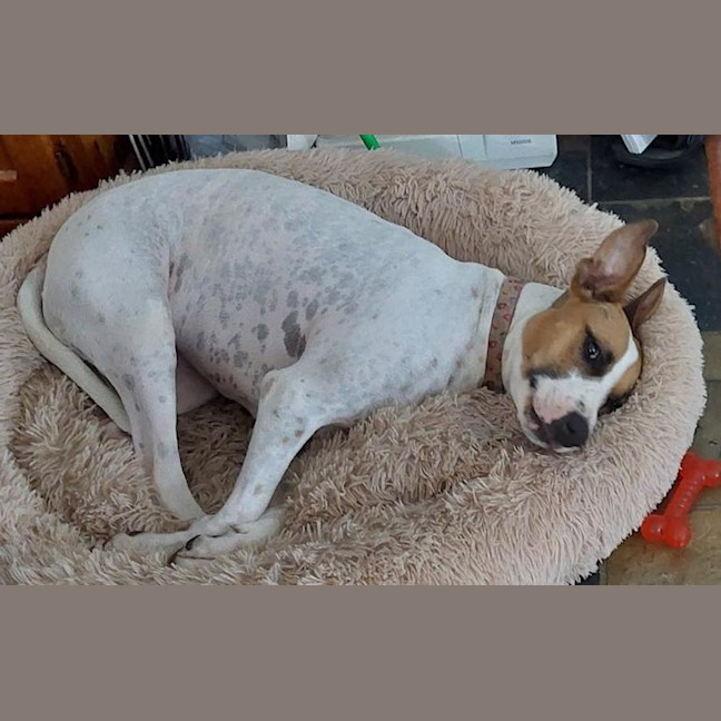 Photo of Willow