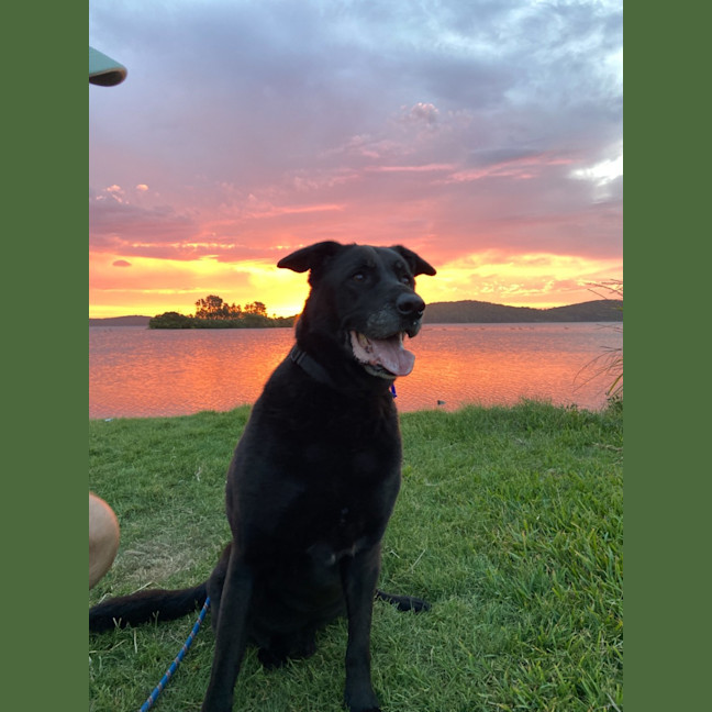 Photo of Bear   11 Year Old Labrador X