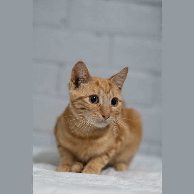 Photo of Peaches