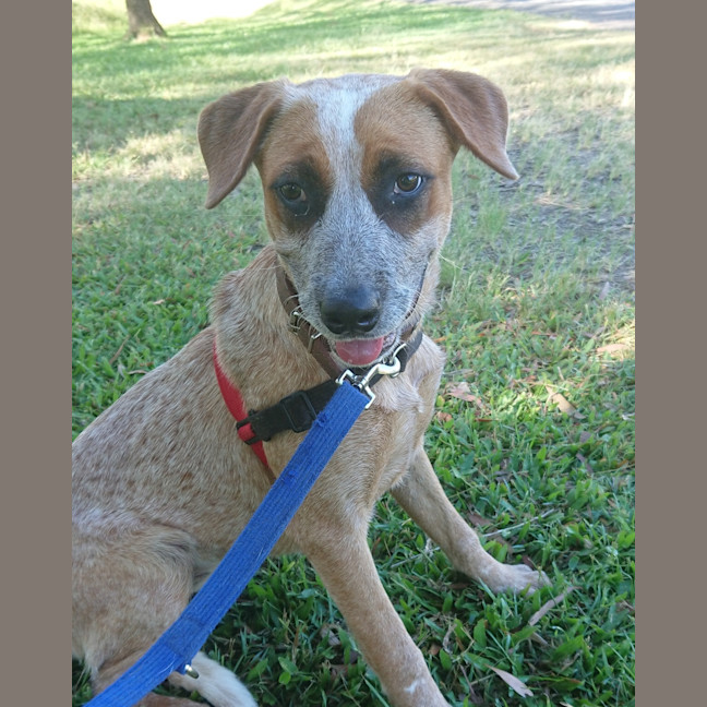 Photo of Pumpkin