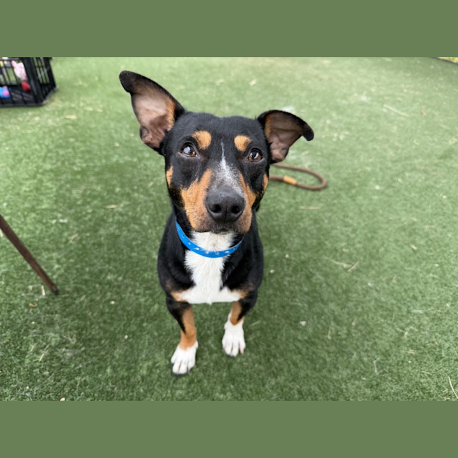 Photo of Bowie Imp 499