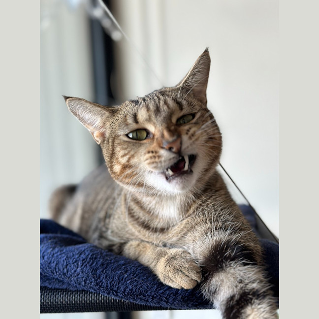 Photo of Cinnamon