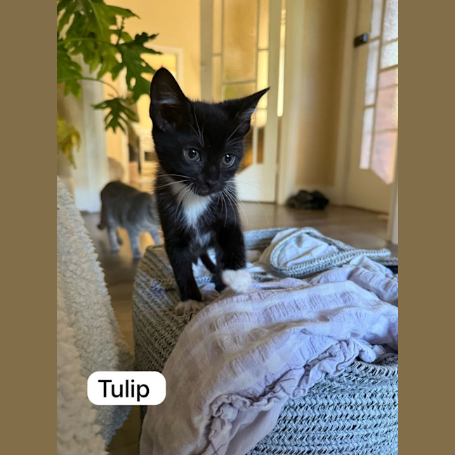 Photo of Tulip